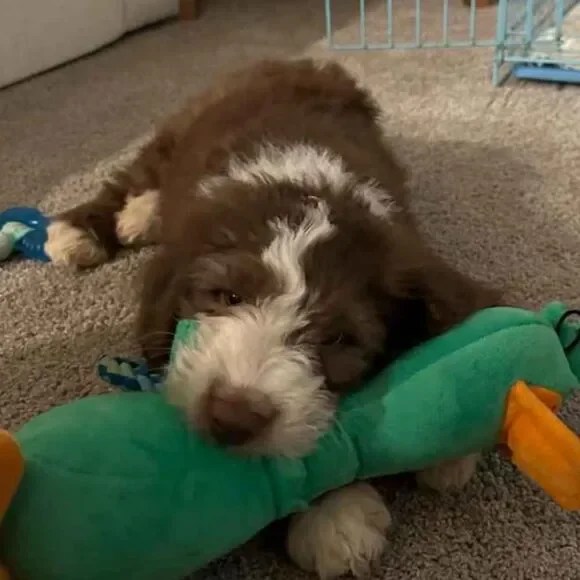 TrustyPup Green Plush Long Neck Duck Dog Toy - Picture 10 of 16